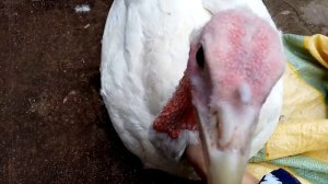 Немного об индюках Хайбрид Конвектор. Вес индюков 130 дней породы Хайбрид Конвектор.