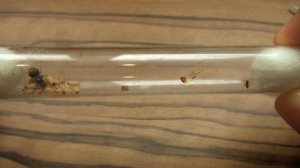 ПОДСЕЛЕНИЕ МУРАВЬЕВ ЧЕРЕЗ ЗАМОРОЗКУ // Lasius niger