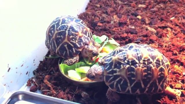 Звездчатая черепаха. смотреть онлайн