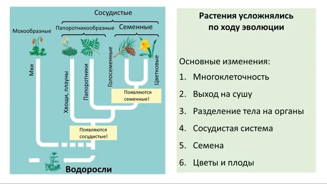 20. Эволюция растений (6 класс) - биология, подготовка к ЕГЭ и ОГЭ 2018 смотреть онлайн