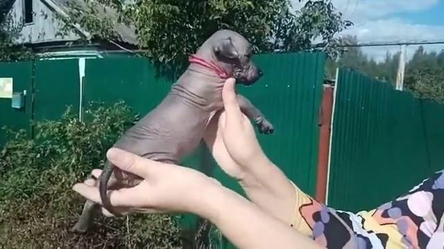 Ксолоитцкуинтли щенки. смотреть онлайн