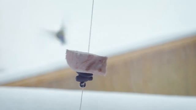 Что любят синицы смотреть онлайн