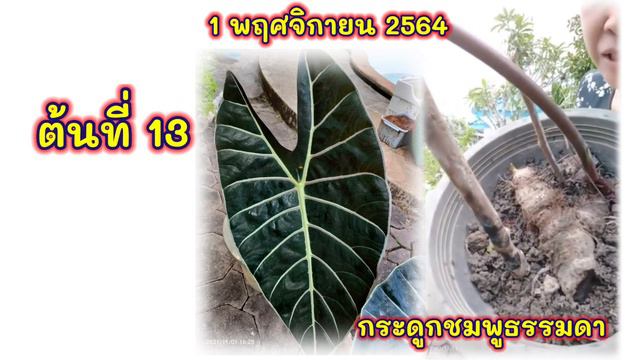 Ep18 : ซื้อบอนดำสตูล _f 5 วันได้มากี่ต้น? смотреть онлайн