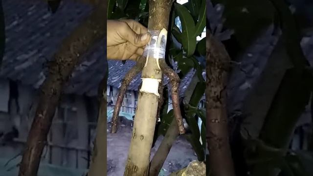 11 - CARA BARU CANGKOK MANGGA @bermainslem смотреть онлайн