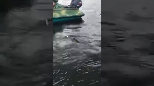 Когда щука Жереха опередила!!! Ловля щуки на кастмастер!!! смотреть онлайн