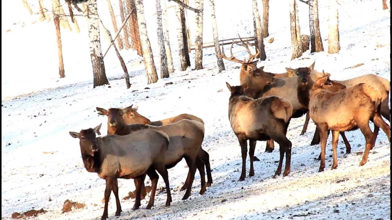 Маралы смотреть онлайн