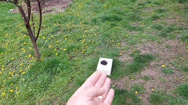 Viespea prunului nu se mai apropie daca faci asta! смотреть онлайн
