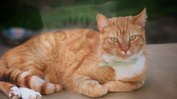 CAT MEOWING SOUNDS | Realistic Cat Sounds and Noises with Videos