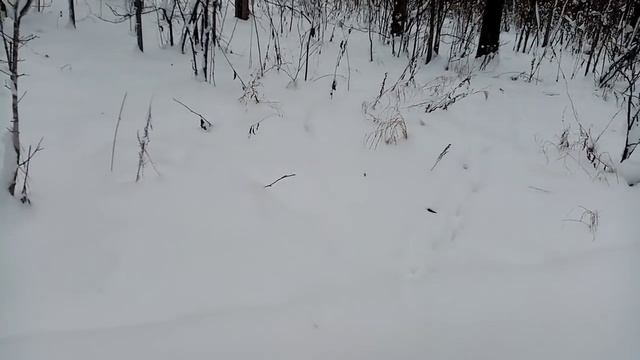 Охота на косулю с подхода с МР155 картечь 6.2 смотреть онлайн