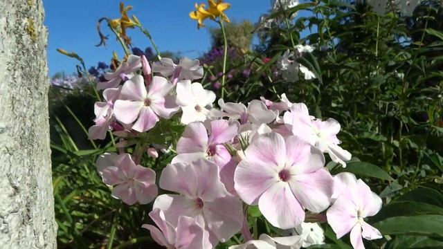 Флокс метельчатый Румянец Девушки (Phlox paniculata Rumyanets Devushki) Шаронова М.Ф., 1964. смотреть онлайн