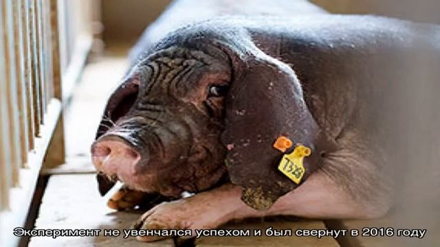 Мейшан – причудливые свиньи родом из Китая