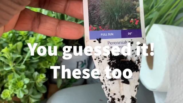 How to with Supertunia Vista Bubblegum Petunias смотреть онлайн