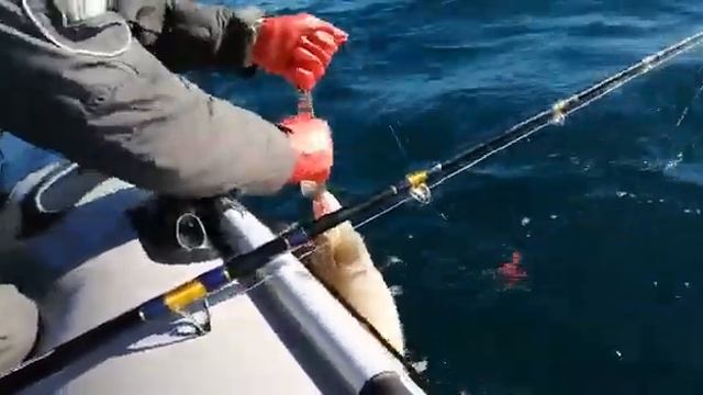 Баренцево море. Териберка. налим смотреть онлайн