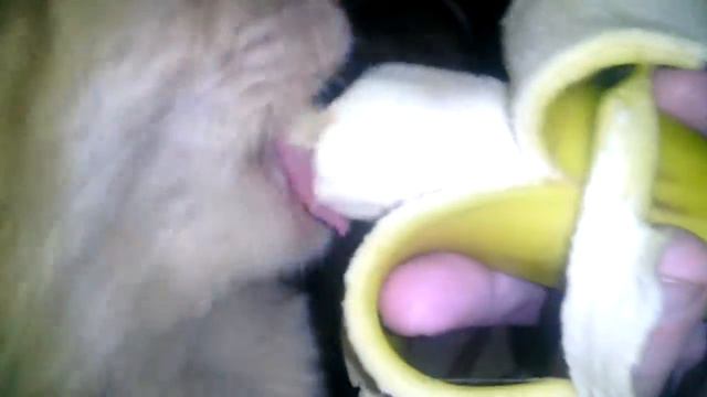 Гарик ест банан смотреть онлайн