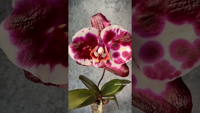 Phal. Son Ya’s Diamond Queen ?? Азиатский крупноцветковый пятнистый фаленопсис от садовника Son Ya смотреть онлайн