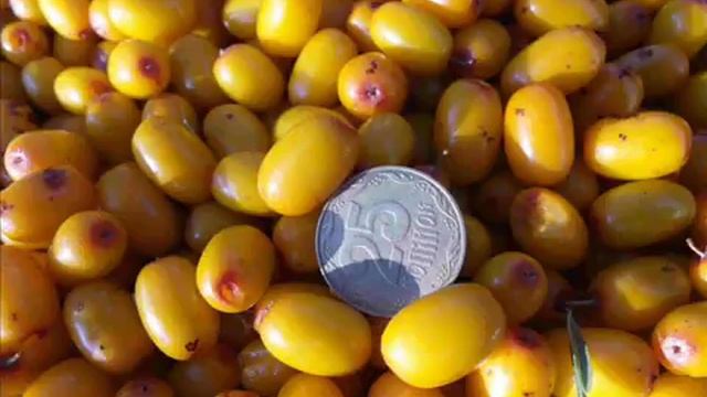 ВИТАМИННЫЕ КУЛЬТУРЫ-максимум пользы при минимальном уходе смотреть онлайн