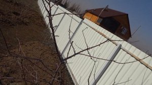 ОБРЕЗКА молодой ВИШНИ 3 лет. ФОРМИРОВКА компактной КРОНЫ.