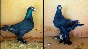ИНТЕРЕСНОЕ разнообразие Всех ВЕНГЕРСКИХ ПОРОД голубей ?? Часть-1 / Pigeon breeds