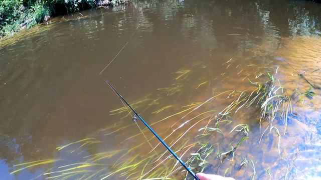 хорошая форель в солнечный день смотреть онлайн