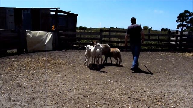 Scout's first day at herding dog training. смотреть онлайн