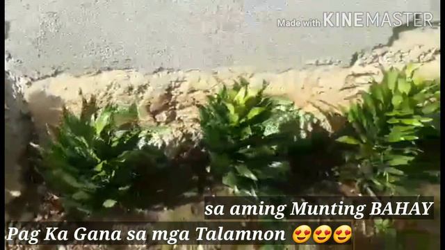 BUWAK SA BUKID PROVINCE LIFE|Elcie in Singapore смотреть онлайн