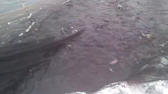 Так ловят форель в Нювчиме.