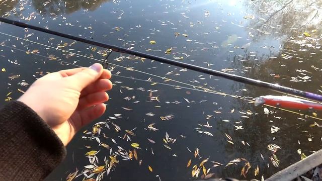 Осенняя рыбалка на воблеры в черте города на реке Десна 20.10.18 смотреть онлайн