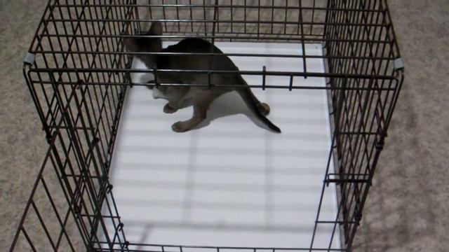 Клетки для собак TOPKLETKA.RU смотреть онлайн