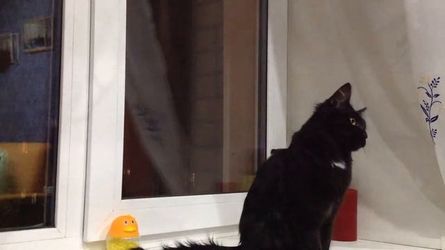 Кота рвота смотреть онлайн