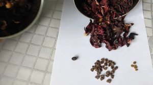 Каркаде или Суданская роза из семян ПОЧТИ бесплатно  ч 1