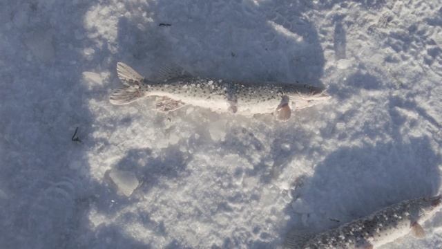 РЫБАЛКА НА АМУРЕ. ДЕНЬ ВТОРОЙ.ЩУКА.ХОЛОДНО -35 смотреть онлайн