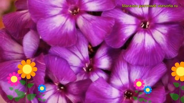 Флокс метельчатый Кураж. Краткий обзор, описание характеристик phlox paniculata Kurazh смотреть онлайн
