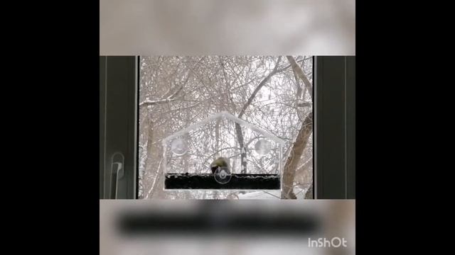 Кормушка на присосках смотреть онлайн
