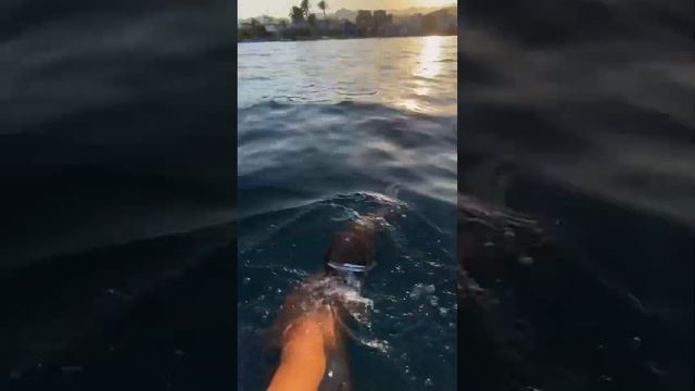 Красное море вечером!🦈 #египет #хургада #дахаб #шарм #жизньвегипте #акула #красноеморе