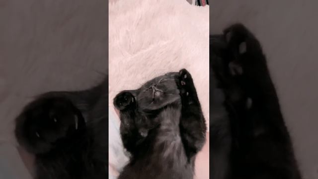 Когда очень сильно хочется спать… #котята #котыикошки #pet смотреть онлайн