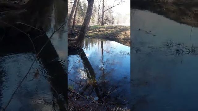 Царевна Лягушка. Часть 2. смотреть онлайн