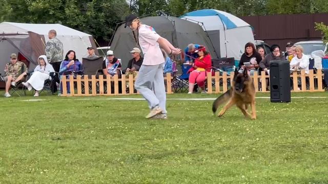 ПП 066  De Orse Mak Flai KVEN / Моно немецких овчарок ранга ПК БРОННИЦЫ 10 августа 2024