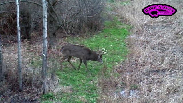 HowTo Grunt Snort Wheeze Calling BIG MATURE WHITETAIL BUCKS Deer Hunting смотреть онлайн