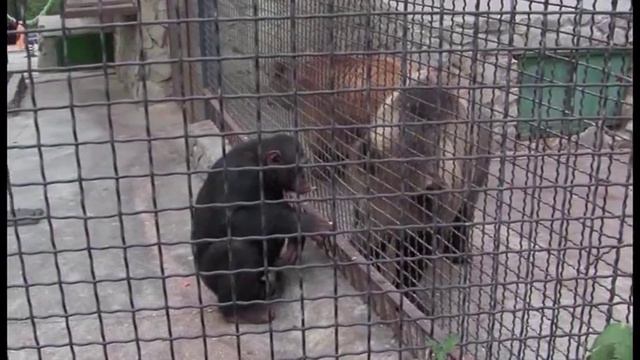 Funny. Monkey feeding a bear. Хохма. Обезьяна кормит медведя. смотреть онлайн