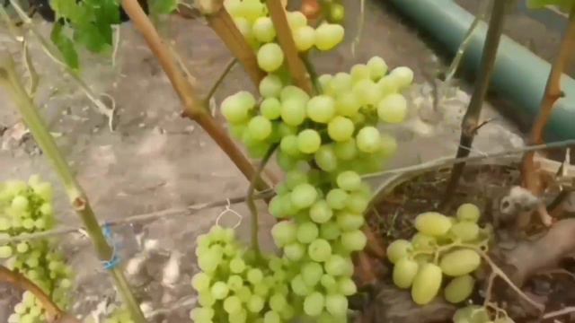сорт винограда СЕЯНЕЦ ПРОДЮСЕРА смотреть онлайн