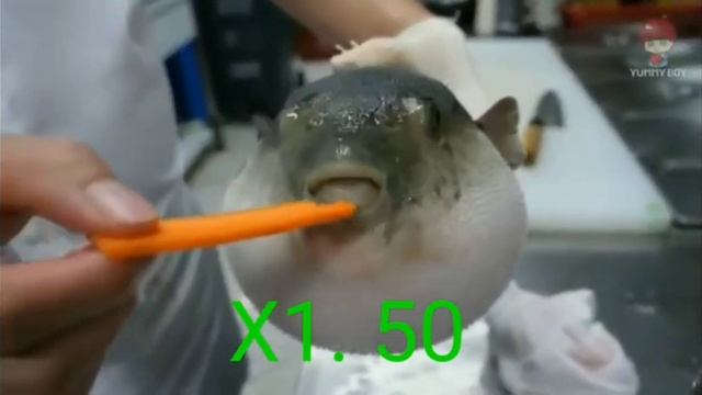 Рыба фугу ест морковку с маленькой скоростью до X8 ( моё первое видео) смотреть онлайн