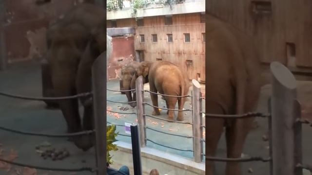 Я в Московском зоопарке Снимаю как слоны едят