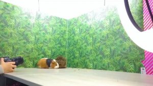 ПОМЕНЯЛИСЬ ТЕЛАМИ | А они просто хотели дружить... | Свинка Бузя и Вкусняшка