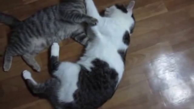Kот успокаивает. Кот успокаивает кошку в период течки. смотреть онлайн