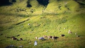 Перезвон колокольчиков на альпийских коровах