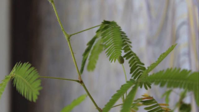 Цветение - Мимоза стыдливая. Mimosa Pudica.