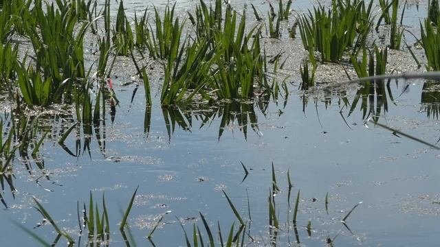 Зачётный КАРАСЬ в заросшем болоте! Рыбалка на поплавочную удочку! смотреть онлайн