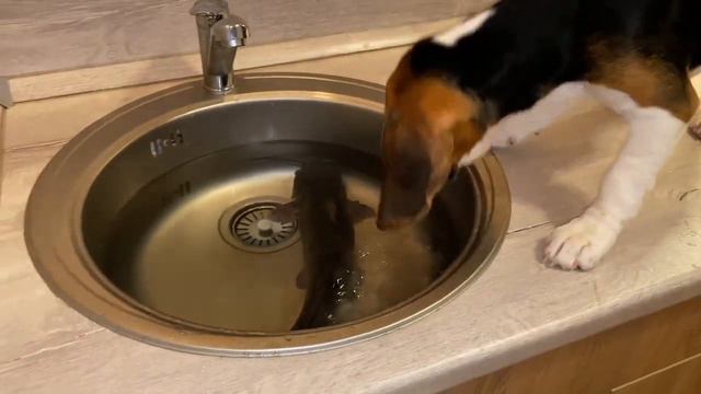 Щенок Бигль Увидел Живую Рыбу / Beagle Puppy Saw Live Fish смотреть онлайн
