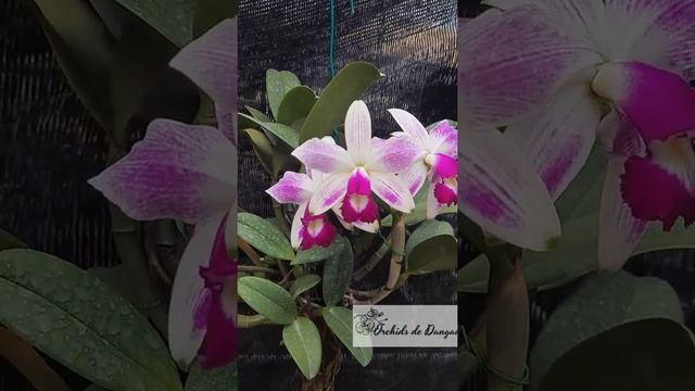 Cattleya violacea semi-alba 'icabaru' x self смотреть онлайн