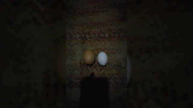 Страусиное яйцо в курятнике смотреть онлайн